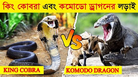 কিং কোবরা এবং কমোডো ড্রাগনের লড়াই হলে কে জিতবে King Cobra Vs Komodo