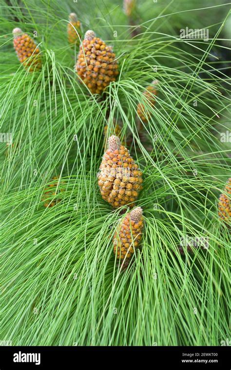 Canary Islands Pine Pinus Canariensis Is An Evergreen Coniferous Tree