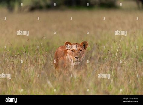 A Lioness Panthera Leo Walking Through Tall Grass Masai Mara