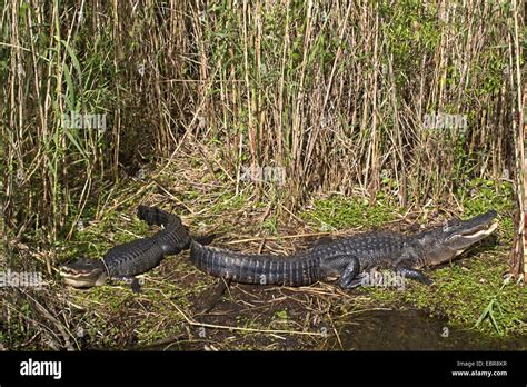 American Alligator Alligator Mississippiensis Two Alligators Lying