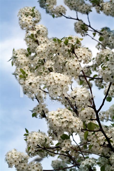 Find the perfect flowering pear tree stock photo. Flowering Pear Tree Stock Photos - FreeImages.com
