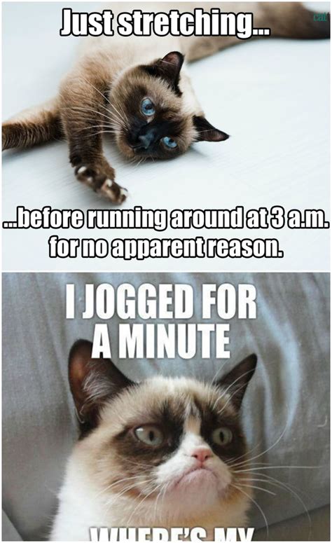 Grumpy Cat Memes Tumblr Funny Memes