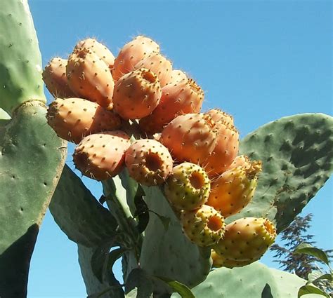 Most research on this product has been performed in. Foraging Cactus Paddles- Nopales/Nopalitos- and Prickly ...