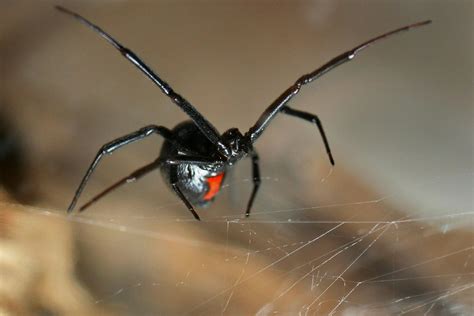 How Long Can You Live With A Black Widow Spider Bite Black Widow