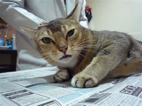 Cat meow sounds in mp3 download for free and without registration. Singapore Community Cats: Update on Meow-Meow