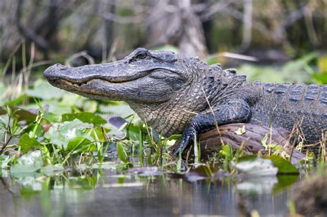 Large American Alligator Okefenokee Swamp National Wildlife Refuge