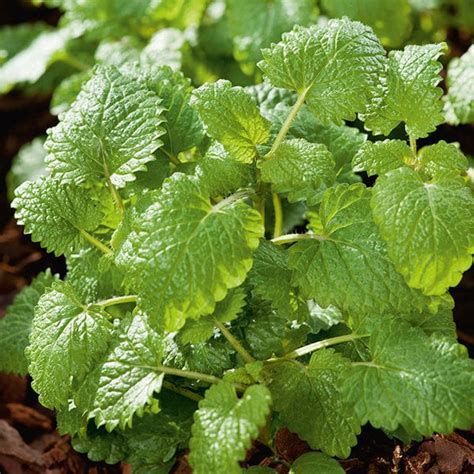 Lemon Balm Herb Seeds From Dt Brown