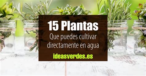 15 Plantas Que Puedes Cultivar En Agua Y Que Crecen Bien Ideas Verdes