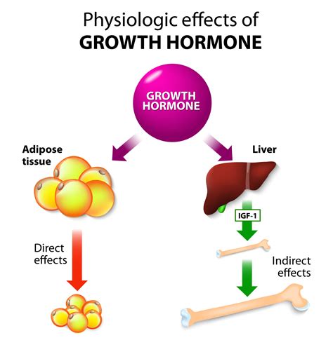 Human Growth Hormone Structure