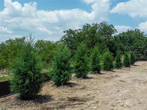 Eastern Red Cedar Tree Dallas Texas Treeland Nursery