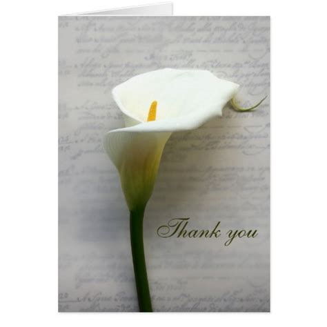 Calla Lily On Old Handwriting Thank You Card Zazzle