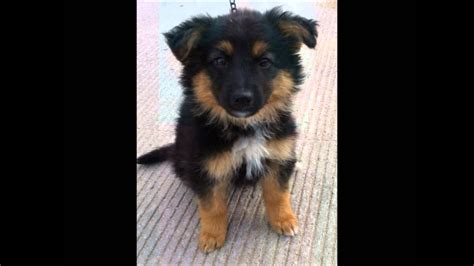 German dogs and puppies tend to bite too much in comparison to the other dog breeds. Julia German Shepherd Puppy for adoption - YouTube