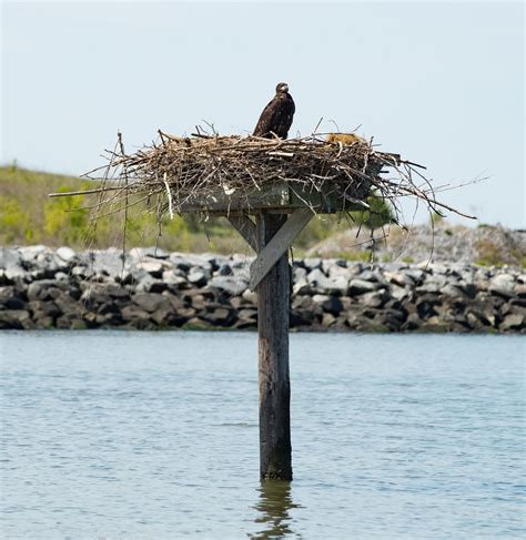 Platform Use By Nesting Eagles The Center For Conservation Biology