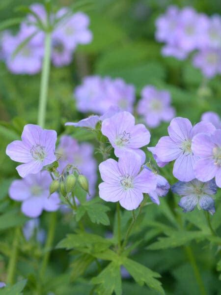 Geranium Maculatum Wild Geranium Wild Ridge Plants