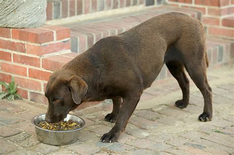 Can Dogs Eat Mexican Rice Pestclue