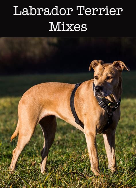 Lab Terrier Mix What To Expect From This Diverse Cross