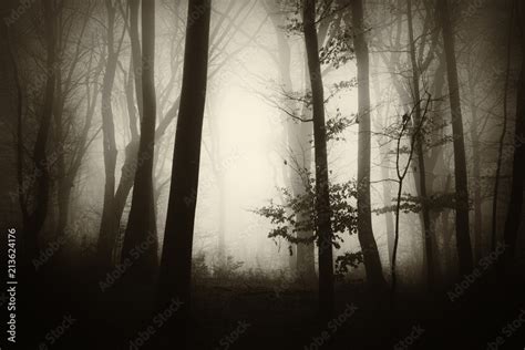 Misty Forest Fantasy Landscape Stock Photo Adobe Stock