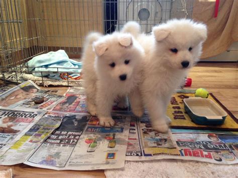 Samoyed Puppies For Sale Austin Tx 305563 Petzlover