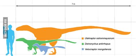 An Actual Size Of A Velociraptor Not As Big As You Think 9gag