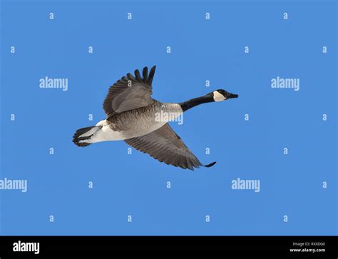 Canada Goose Flying In Blue Sky Stock Photo Alamy