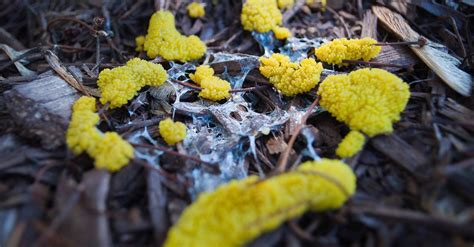 Making Smart Art With Superintelligent Slime Mould Wired Uk