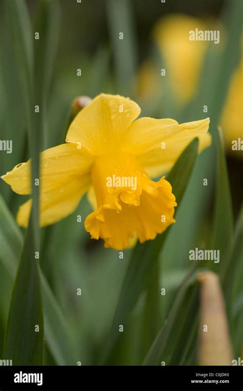 Yellow Daffodil Close Up In Nature Stock Photo Alamy