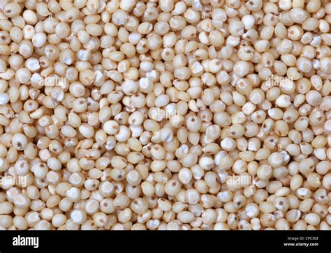 Millet Hi Res Stock Photography And Images Alamy