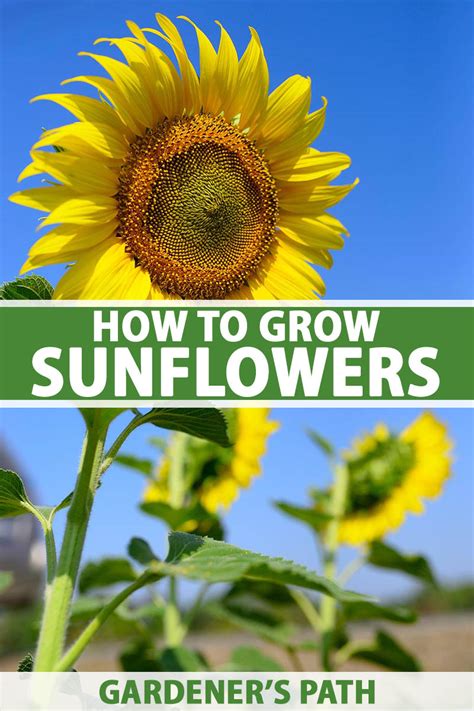How To Grow A Sunflower In A Pot 12 Steps With Pictures Pedalaman