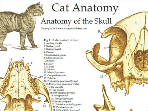 Cat Skeletal Skull Anatomy Poster 24 X 36 Ph