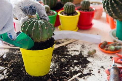 Cómo Reproducir Cactus Y Multiplicar Tus Plantas Y Flores