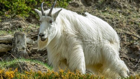 Rocky Mountain Goats Descend With Their Winter Coats Youtube