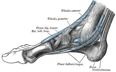Achilles Enthesitis As An Unrecognised Cause Of Heel Pain In The
