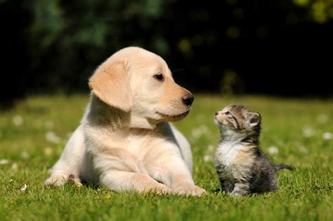 Things You Should Know When Your Dog And Cat Live Together