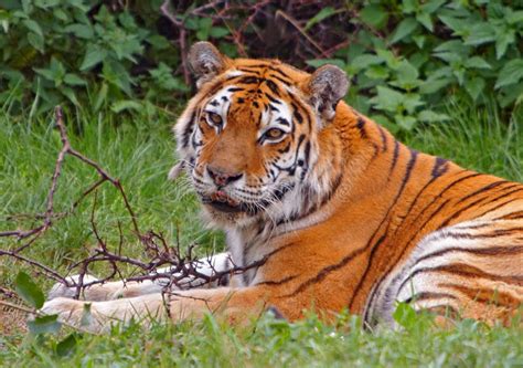 Sumatran Tiger Stock Photo Image Of Hunter Portrait 10011394