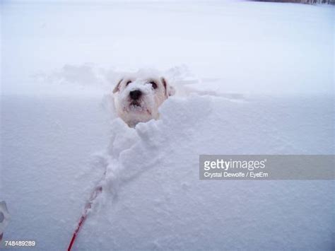 Funny Dog Snow Photos And Premium High Res Pictures Getty Images