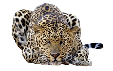 Leopard Png Transparent Image Download Size 1024x640px