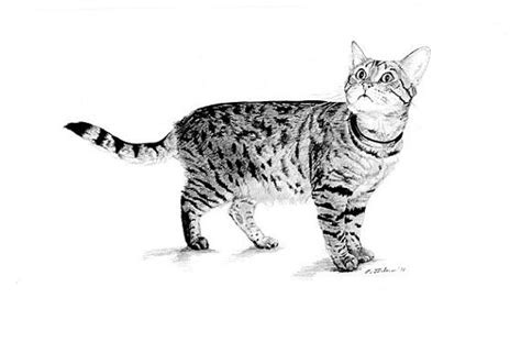 Cat Drawing Print Tabby Cat Art Tabby Cat Drawing Cat