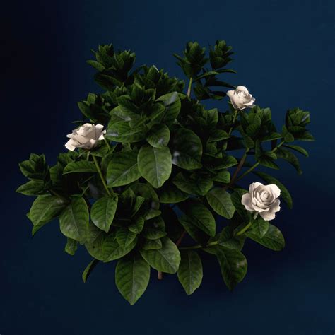 Xfrogplants Gardenia 3d Model Cgtrader