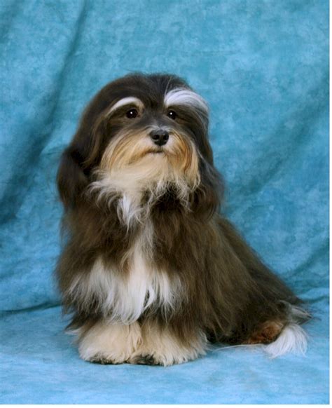 Delivering havanese puppies in our home in central michigan for over 25 years. Havanese Puppies Ohio