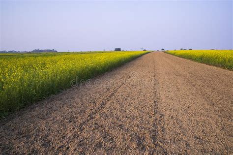 Rural Dirt Road Through The Rapeseed Field With The Blue Sky Background