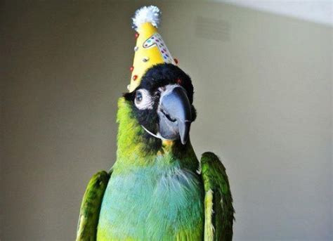 25 Pets Celebrating Their Birthdays