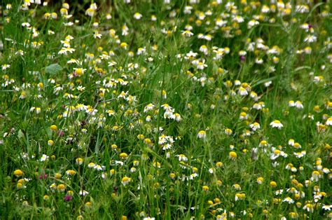 Green Daisy Field Background Free Stock Photo Public Domain Pictures