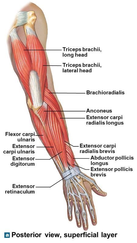 Muscular Upper Limb Anatomy The Best Porn Website