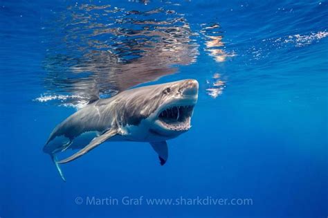 Awesome Great White Shark In Clear Water Photo By Martin Graf