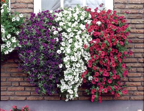 Red white and blue flowers for window boxes. World Is More Beautiful With Plants In Window Boxes