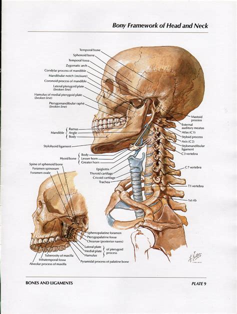 Some important structures contained in or passing through the neck include the seven cervical vertebrae and enclosed spinal cord, the jugular veins and carotid arteries, part of the esophagus, the larynx. Head and Neck Bones Full Color Vintage Print Atlas of Human