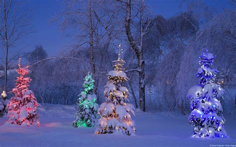 Lighted Christmas Trees In Winter Forest