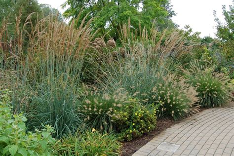 8 Things You Should Know About Ornamental Grasses To Get The Best Results