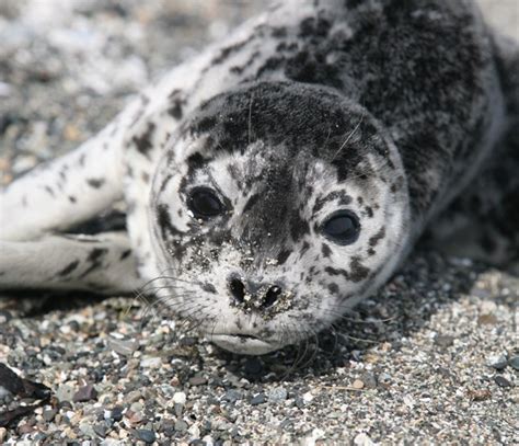 Harbor Seal Facts — Seadoc Society