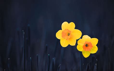 Daffodils Flower Wallpaper Hd Hd Desktop Wallpapers 4k Hd